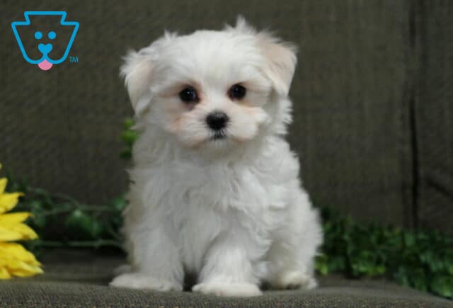 Fluffy white Maltese puppy standing and looking directly at the camera with yellow flowers and greenery in the background. image