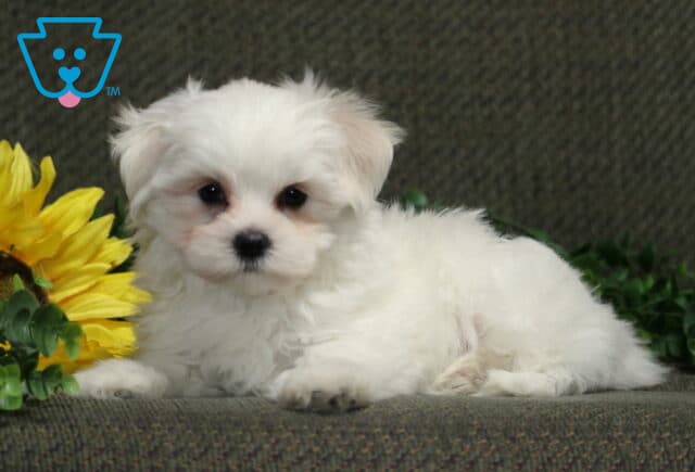 Fluffy white Maltese puppy lying beside bright yellow sunflowers and greenery while looking sweetly toward the camera. image