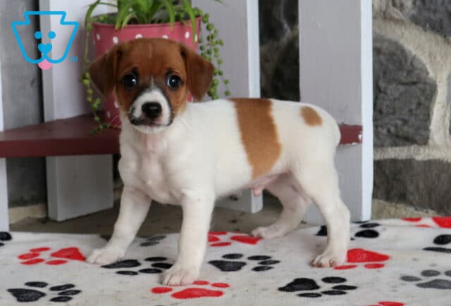 Chuck Jack Russell image