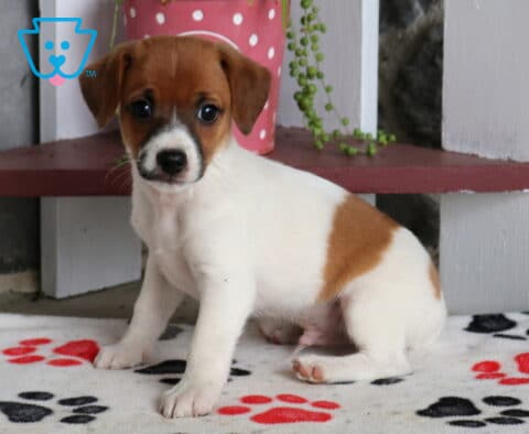 Brown and white Jack Russell puppy sitting attentively on a paw-print blanket, showing a rich brown face, white muzzle, and large brown patch across its side.