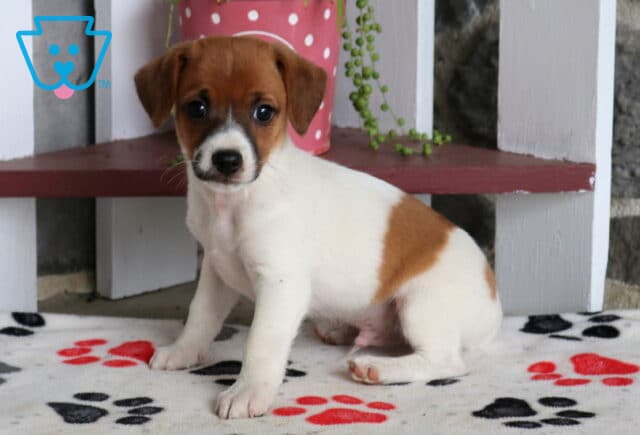 Chuck Jack Russell2 image
