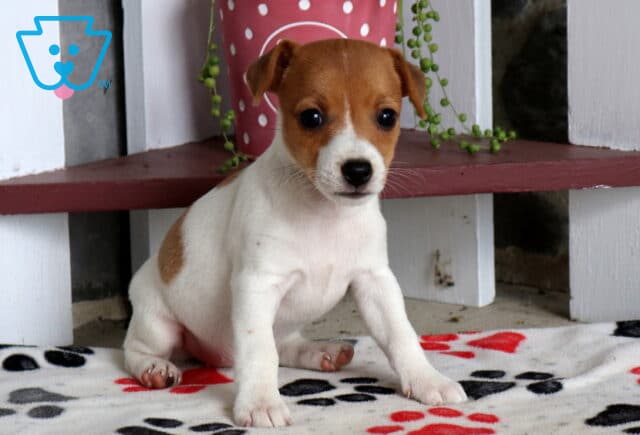 Cici Jack Russell image