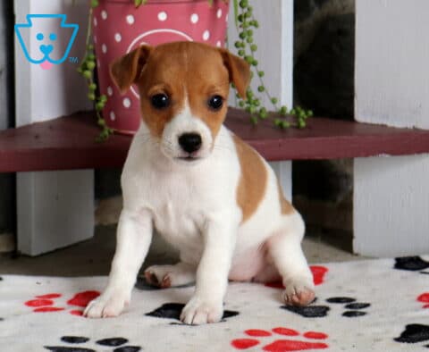 Cici Jack Russell2