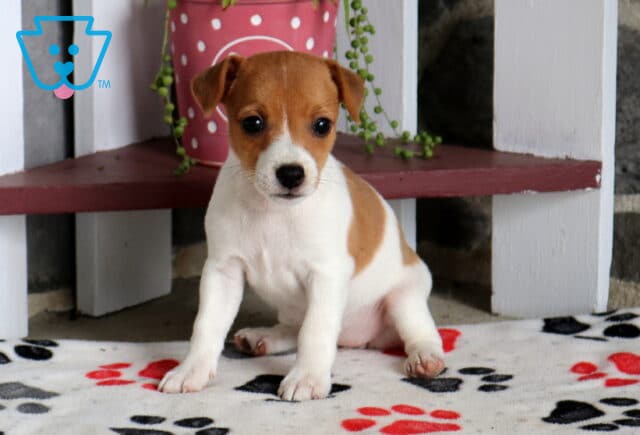 Cici Jack Russell2 image