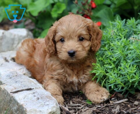 Cinnamon Cockapoo