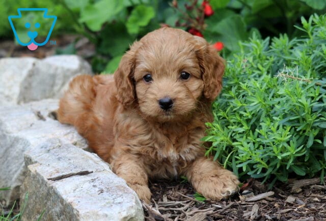 Cinnamon Cockapoo image