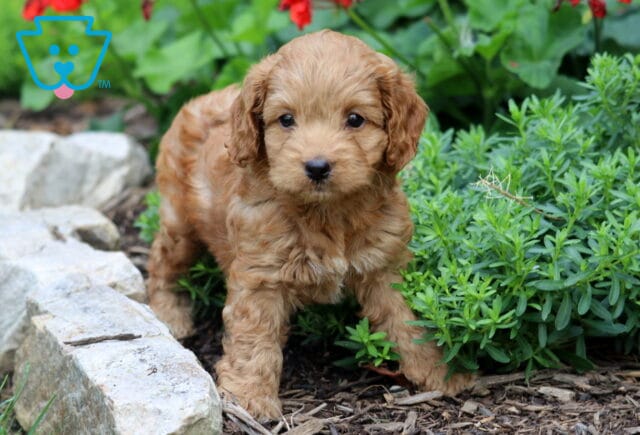 Cinnamon Cockapoo2 image