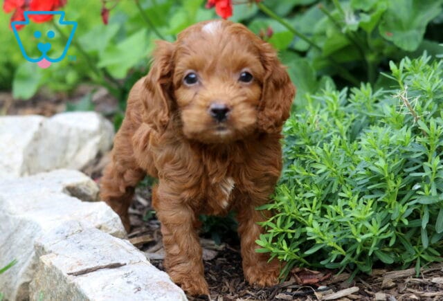 Cjay Cavapoo image