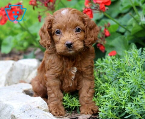 Cjay Cavapoo2