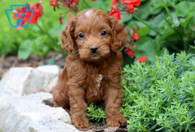 Cjay Cavapoo2 image