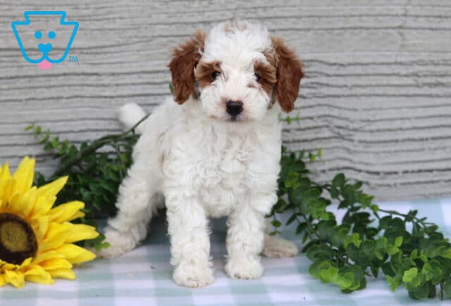 Cjay Mini Poodle image