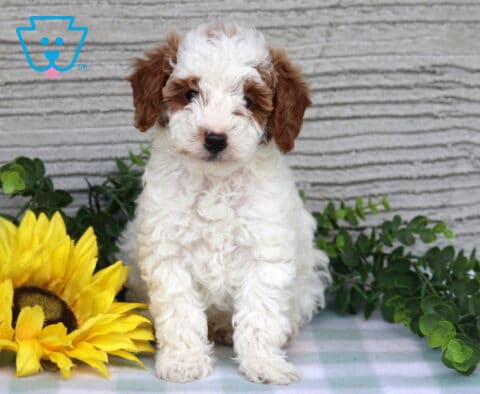 Cjay Mini Poodle2
