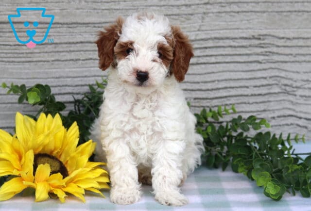 Cjay Mini Poodle2 image
