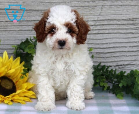 Clair Mini Poodle