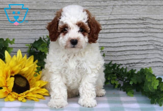 Clair Mini Poodle image