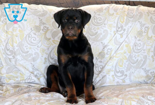 Clair Rottweiler Retake image