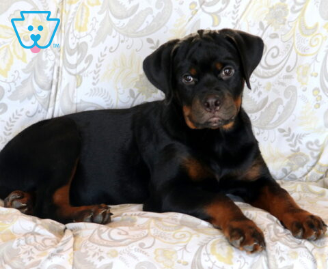 Clair Rottweiler Retake2