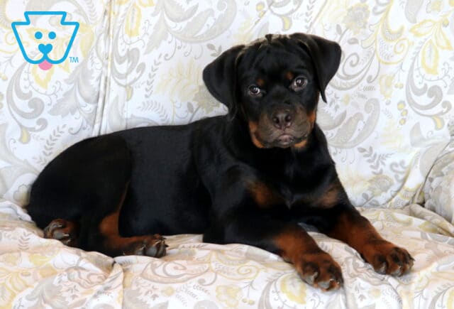 Clair Rottweiler Retake2 image