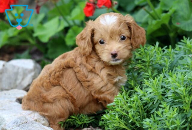 Coco Cockapoo image