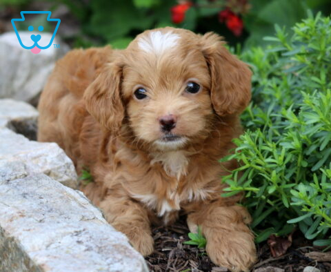 Coco Cockapoo2