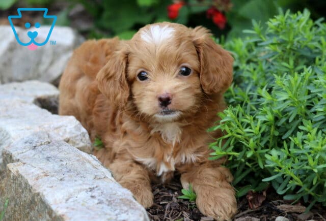 Coco Cockapoo2 image