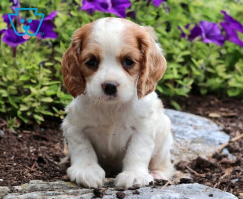 Coco Cocker spaniel