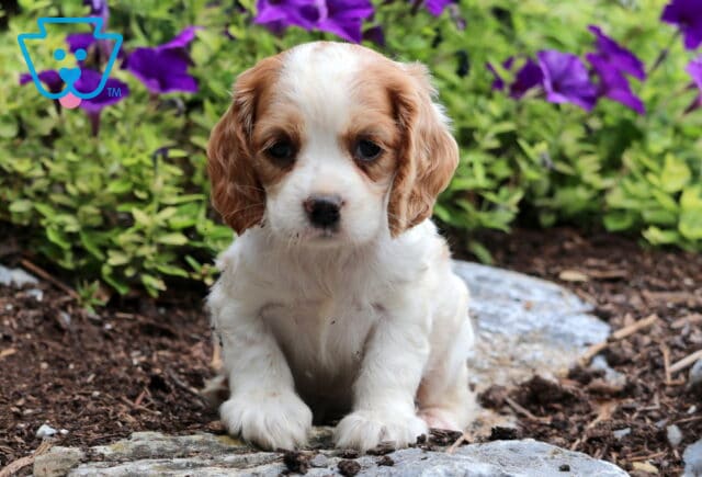 Coco Cocker spaniel image