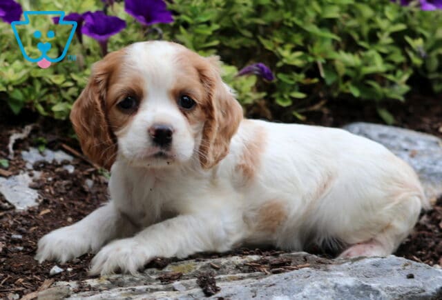 Coco Cocker spaniel2 image