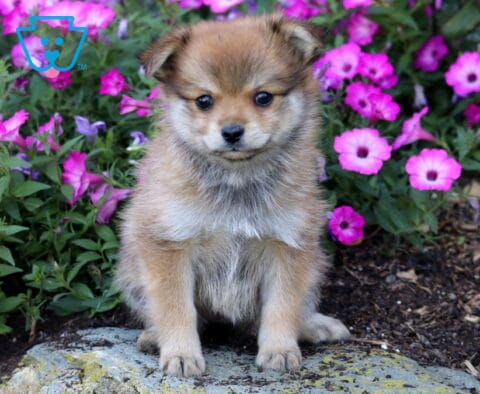Coco Pomeranian
