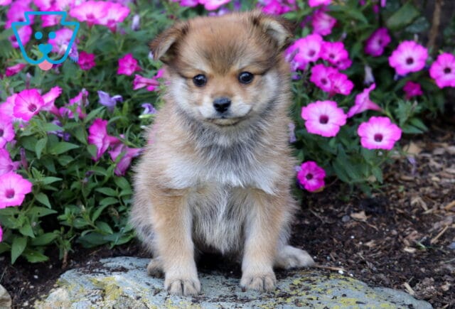 Coco Pomeranian image