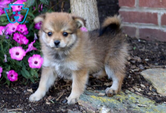 Coco Pomeranian2 image