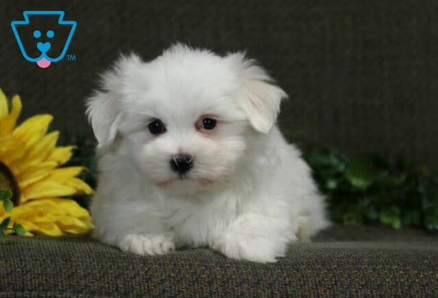 White Maltese puppy lying with its front paws forward beside a bright yellow sunflower. image