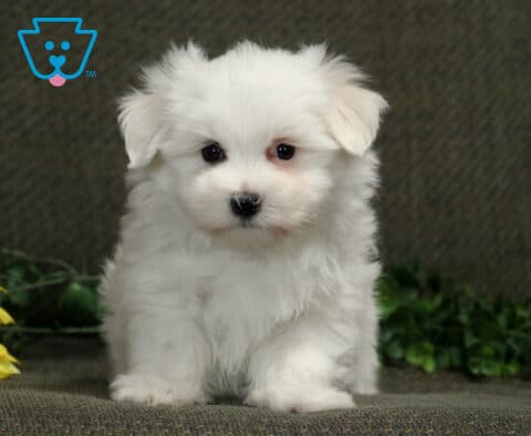 Fluffy white Maltese puppy sitting upright and looking toward the camera beside a yellow sunflower and greenery.