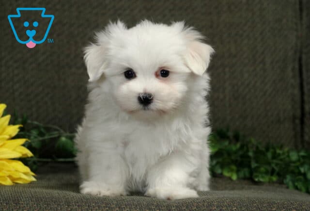 Fluffy white Maltese puppy sitting upright and looking toward the camera beside a yellow sunflower and greenery. image