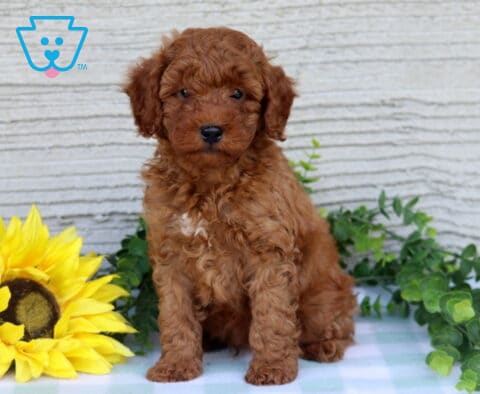Cody Mini Poodle
