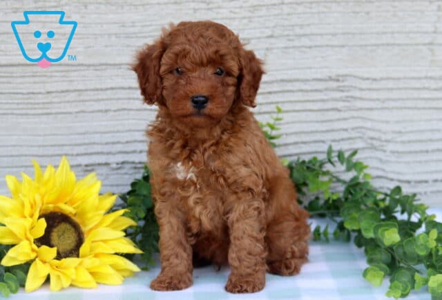 Cody Mini Poodle image