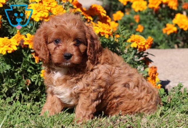 Comet Cavapoo image