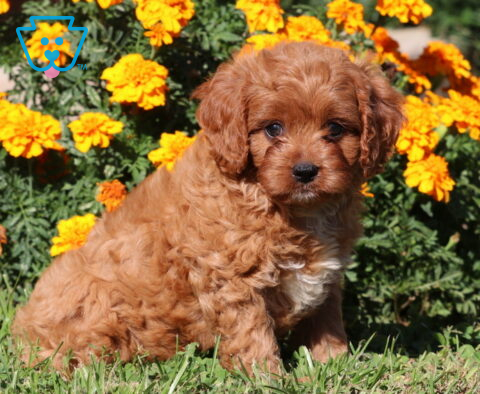 Comet Cavapoo2