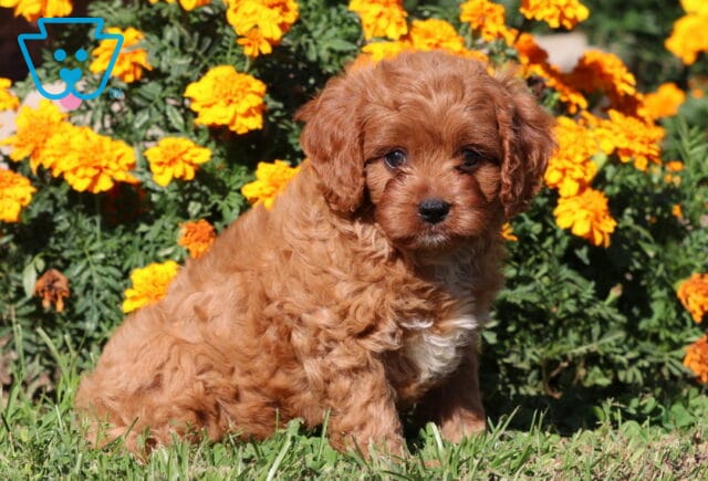 Comet Cavapoo2 image