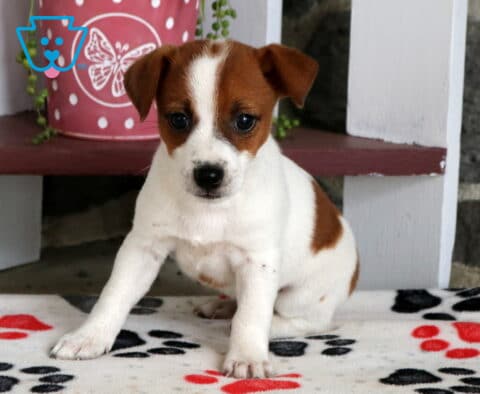 White and brown Jack Russell puppy sitting on a paw-print blanket, looking forward with a distinctive white stripe down its face.