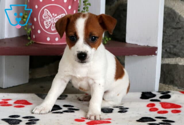 Comet Jack Russll image