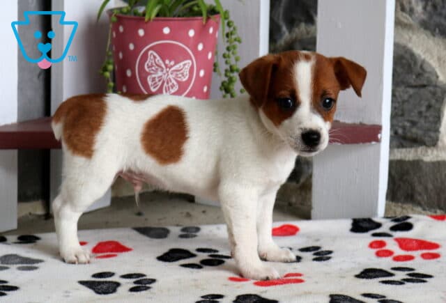Comet Jack Russll2 image