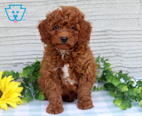 Comet Mini Poodle