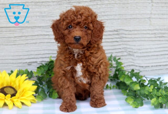 Comet Mini Poodle image