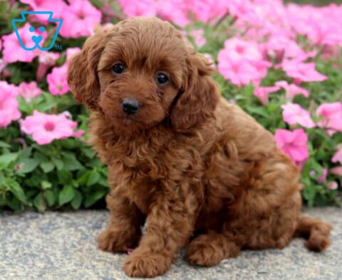 Cookie Cavapoo