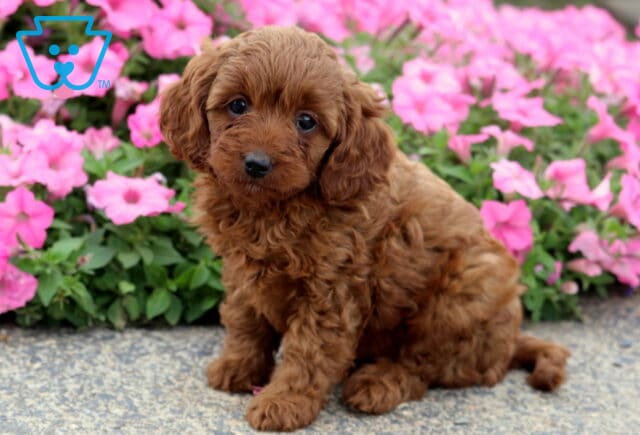 Cookie Cavapoo image