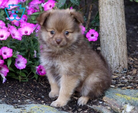 Cookie Pomeranian