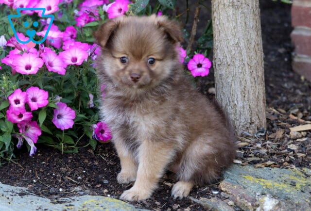 Cookie Pomeranian image