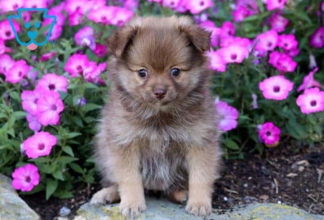 Cookie Pomeranian2 image