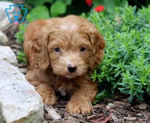 Cooper Cockapoo